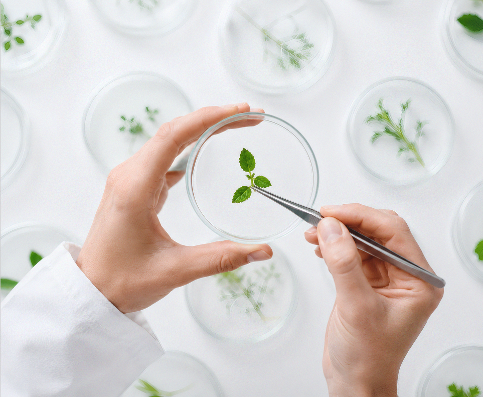 Laboratorio farmacéutico — ingredientes certificados